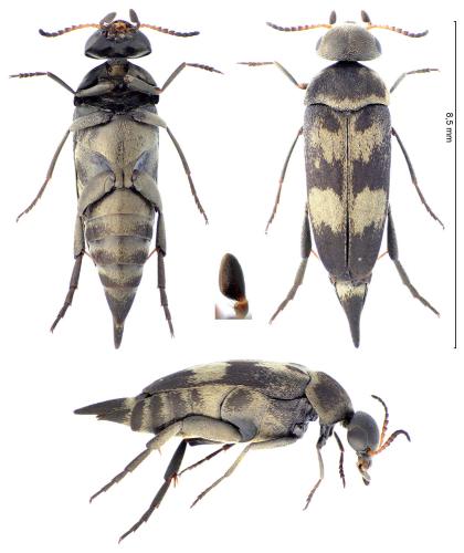 Réf. 345 509 : Variimorda villosa