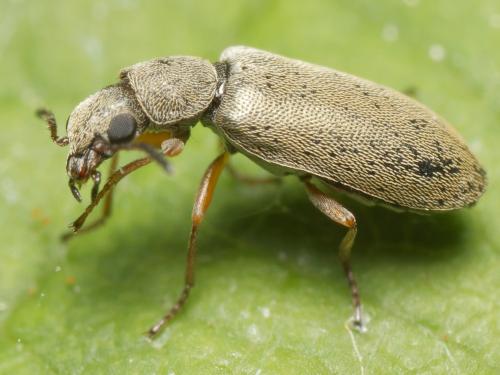 Réf. 345 421 : Danacea nigritarsis