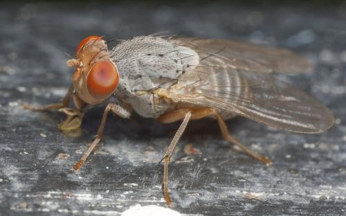 Réf. 345 251 : Prosopomyia pallida