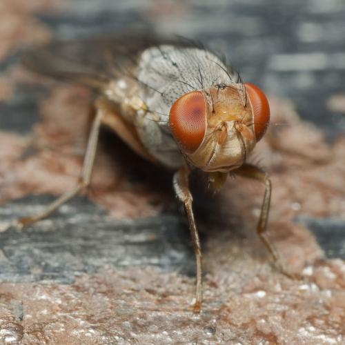 Réf. 345 252 : Prosopomyia pallida