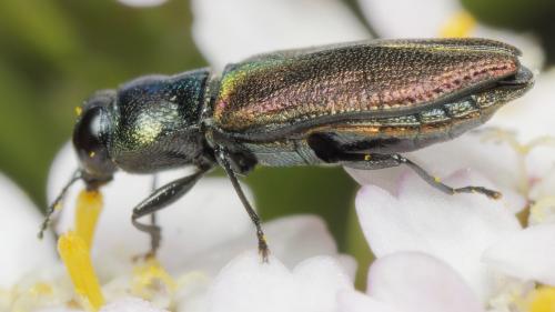 Réf. 345 858 : Anthaxia sp.