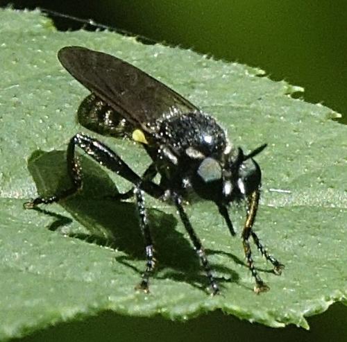 Réf. 345 913 : Choerades marginata