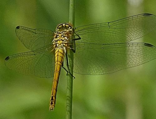 Réf. 345 598 : Sympetrum sanguineum