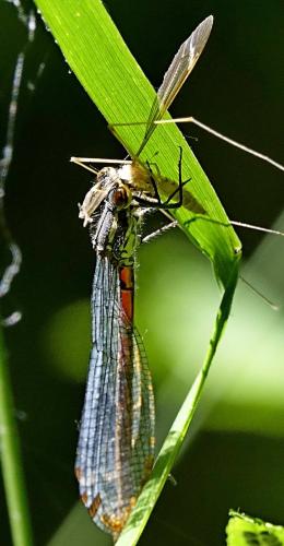 Pyrrhosoma nymphula