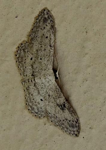 Réf. 345 714 : Idaea seriata