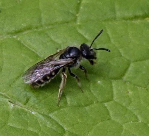 Réf. 345 545 : Lasioglossum sp.