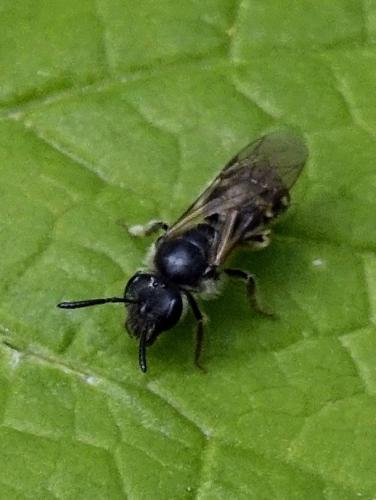 Réf. 345 584 : Lasioglossum sp.