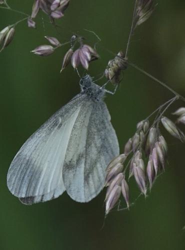 Leptidea sp.