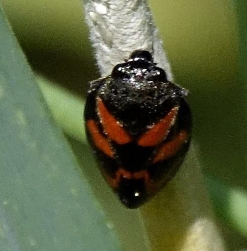 Cercopis vulnerata