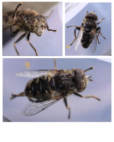 Réf. 345 351 : Eristalinus sepulchralis