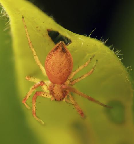 Philodromus (albidus-rufus)