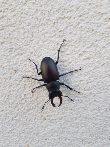Lucanus cervus