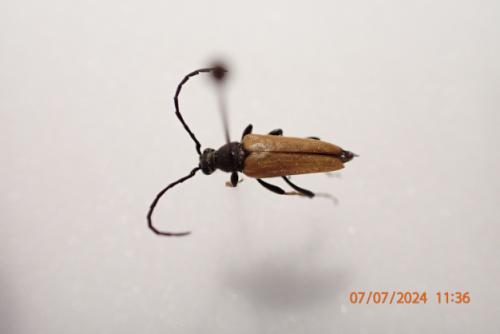 Réf. 345 568 : Stictoleptura rubra