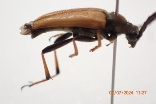Réf. 345 567 : Stictoleptura rubra