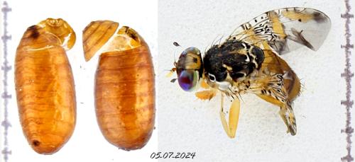 Réf. 345 487 : Ceratitis capitata
