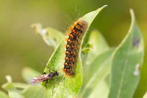 Acronicta auricoma