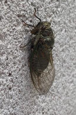 Tibicina haematodes