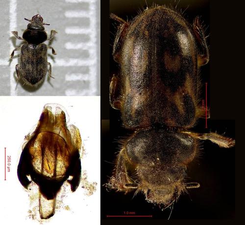 Réf. 345 269 : Heterocerus fenestratus
