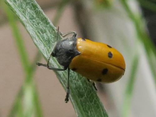 Réf. 345 018 : Lachnaia pubescens