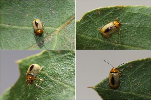 Cryptocephalus saucius