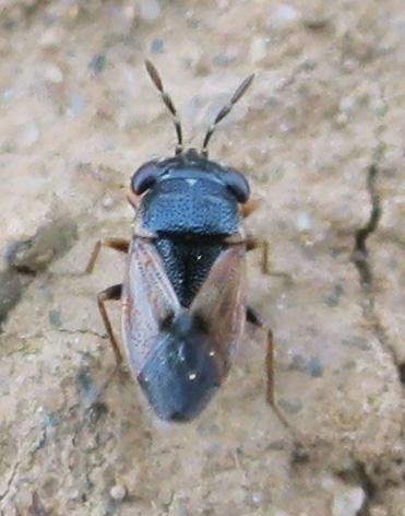 Réf. 345 296 : Geocoris pallidipennis