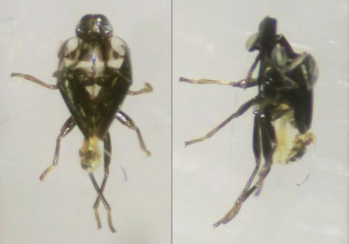 Réf. 345 292 : Geocoris pallidipennis