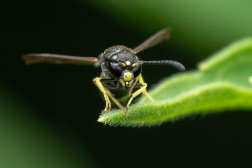 Réf. 345 559 : Stenodynerus xanthomelas