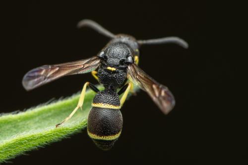 Réf. 345 560 : Stenodynerus xanthomelas