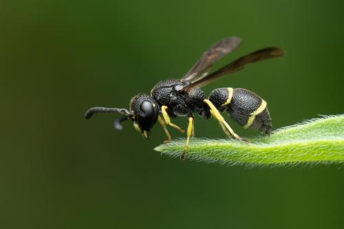 Réf. 345 558 : Stenodynerus xanthomelas