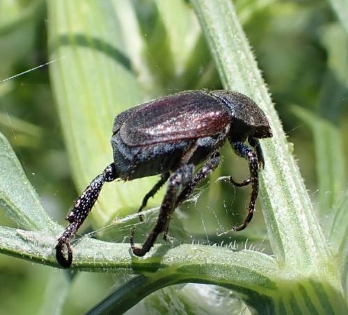 Hoplia philanthus