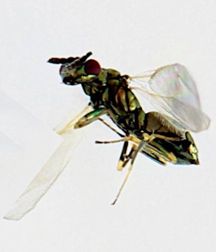 Réf. 345 715 : Diglyphus sp.
