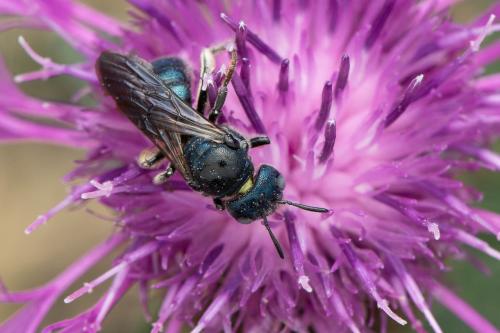 Réf. 345 840 : Ceratina chalcites