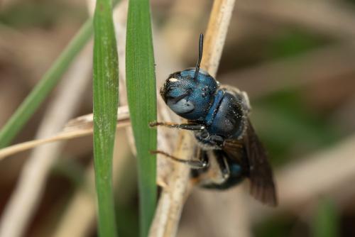 Réf. 345 841 : Ceratina chalcites