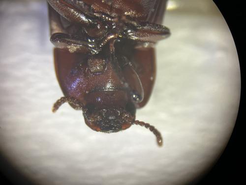 Uloma culinaris