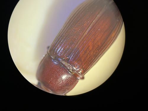 Uloma culinaris