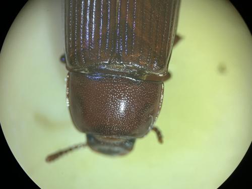 Uloma culinaris