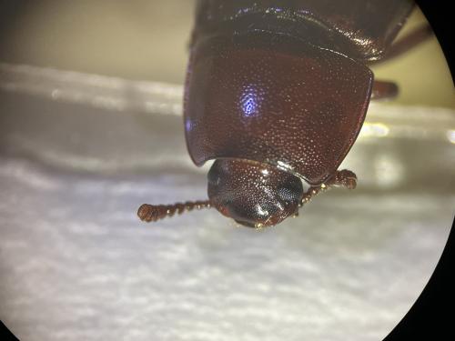 Uloma culinaris