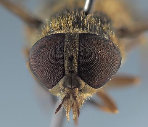 Atylotus latistriatus