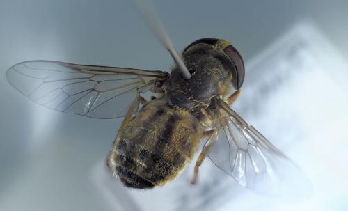 Atylotus latistriatus