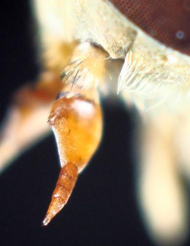 Atylotus latistriatus