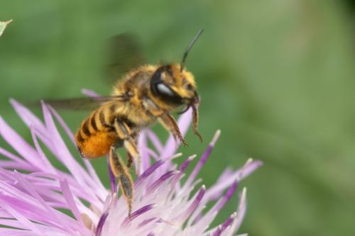 Réf. 345 896 : Megachile melanopyga