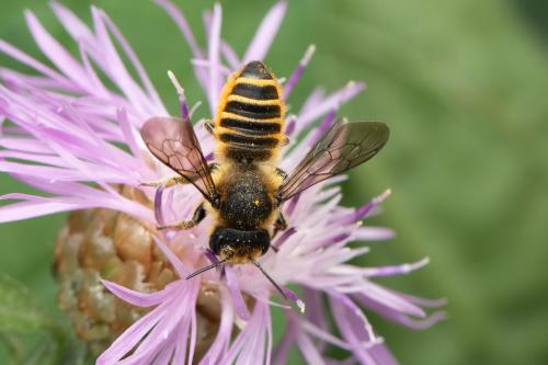 Réf. 345 895 : Megachile melanopyga