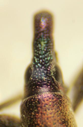 Réf. 345 719 : Pseudaplemonus limonii