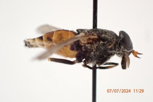 Hybomitra ciureai