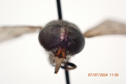 Hybomitra ciureai