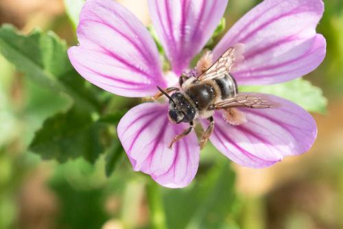 Réf. 345 892 : Tetralonia malvae