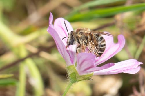 Réf. 345 893 : Tetralonia malvae