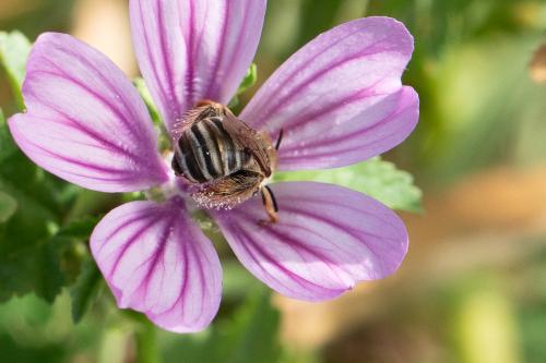 Réf. 345 894 : Tetralonia malvae