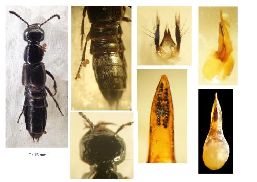 Philonthus politus
