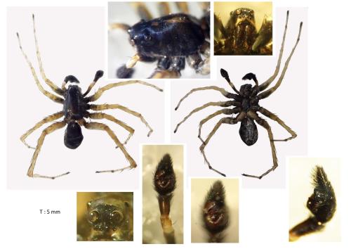 Pardosa vittata